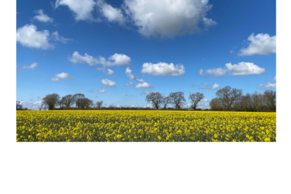 A view of a field of yellow flowers with trees in the background and a big blue sky with fluffy white clouds above